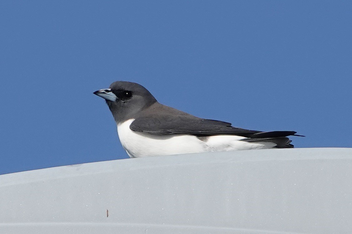 White-breasted Woodswallow - ML621524928