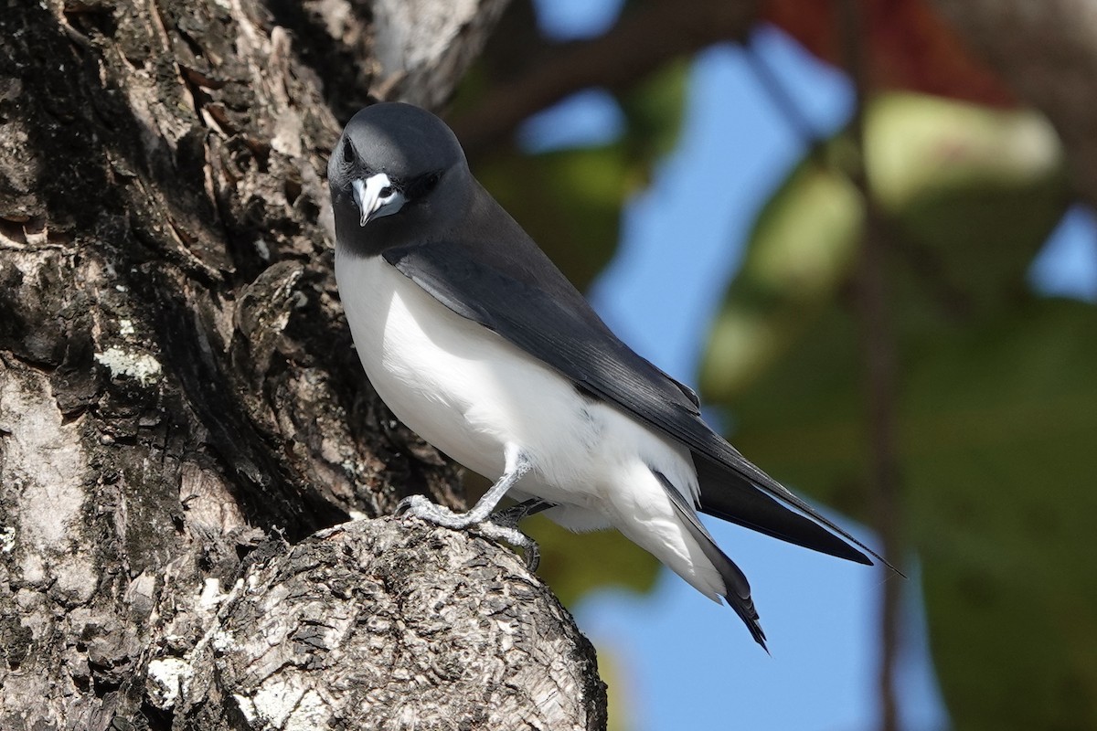 White-breasted Woodswallow - ML621524929