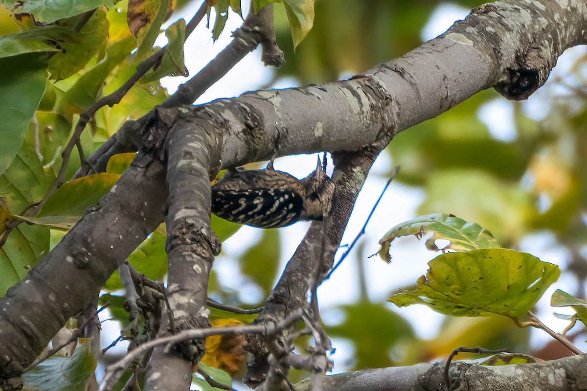 Gray-capped Pygmy Woodpecker - ML621524976