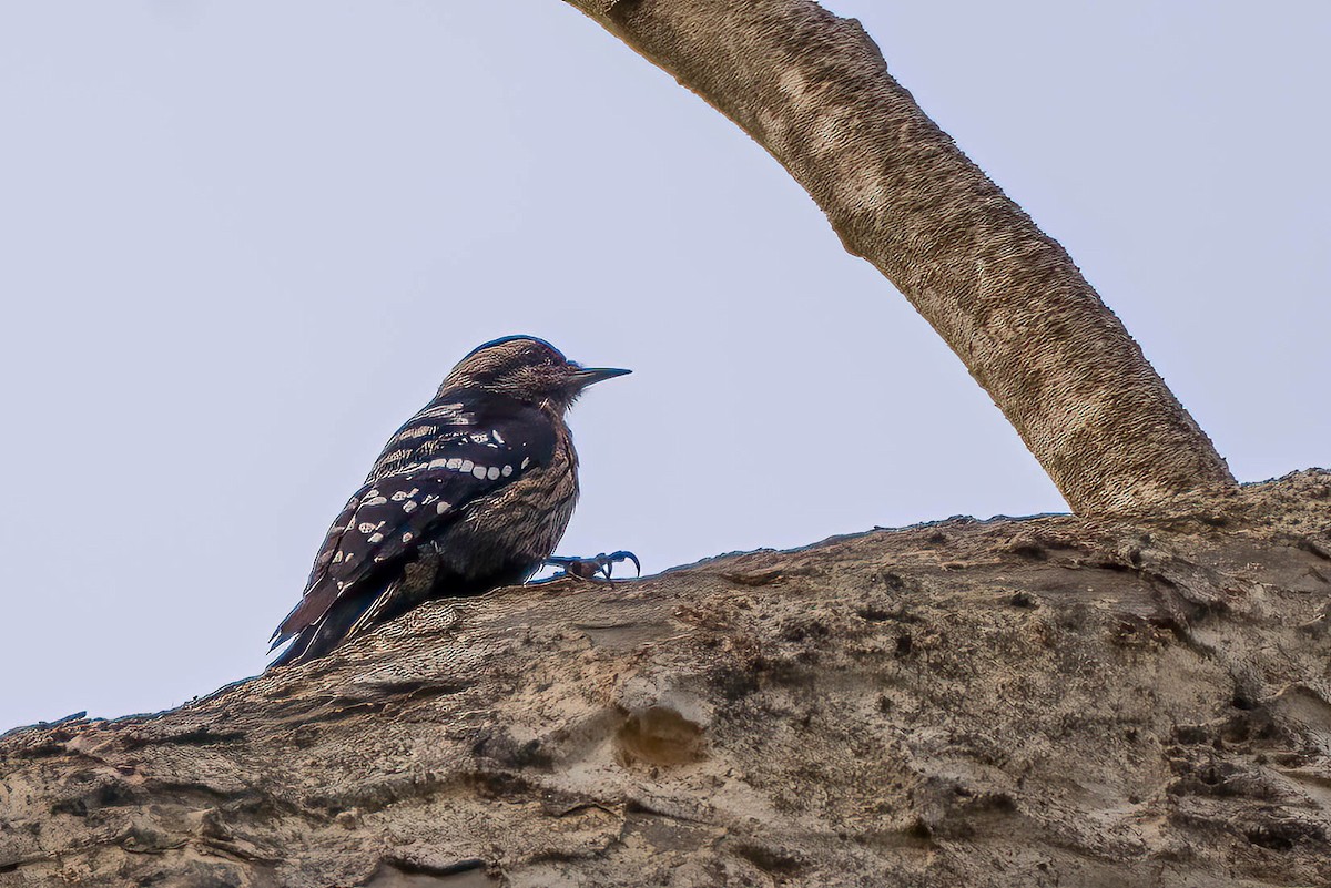 Gray-capped Pygmy Woodpecker - ML621524977