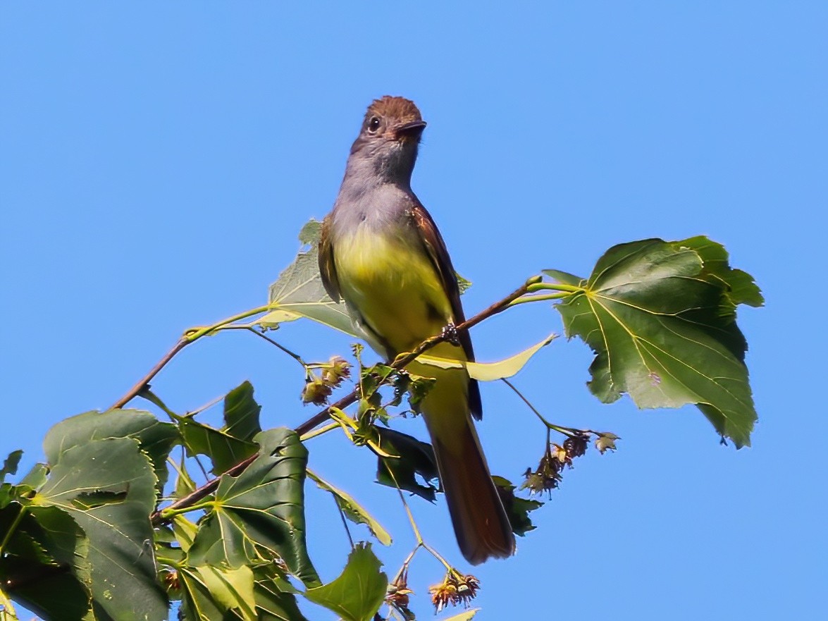 Great Crested Flycatcher - ML621525015