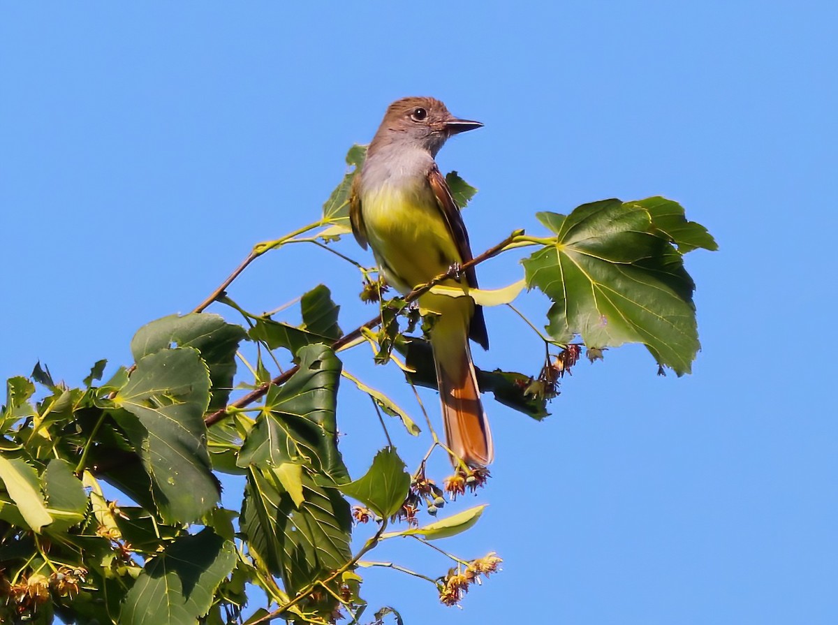 Great Crested Flycatcher - ML621525016