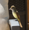 Great Crested Flycatcher - ML621525019