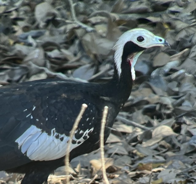 White-throated Piping-Guan - ML621525069