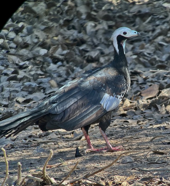 White-throated Piping-Guan - ML621525071