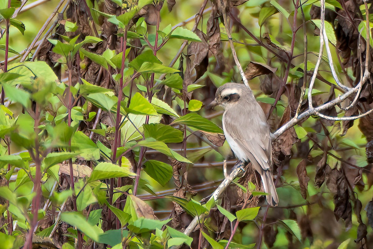 Common Woodshrike - ML621525073