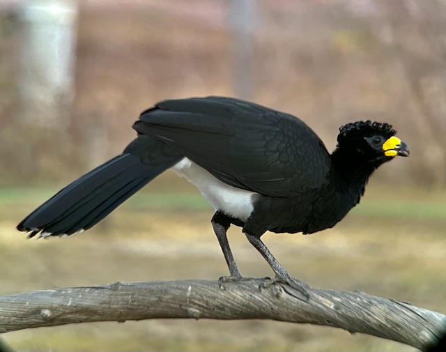Bare-faced Curassow - ML621525081