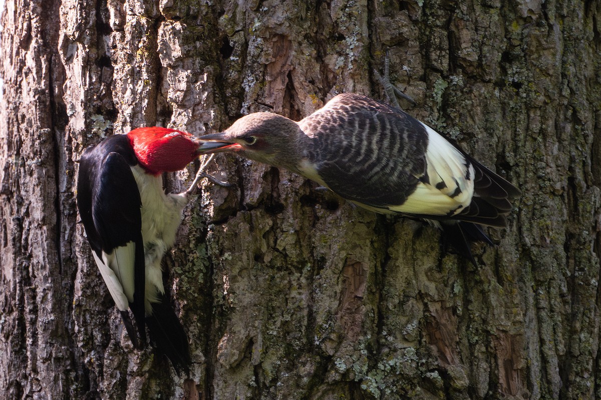 Red-headed Woodpecker - ML621525111