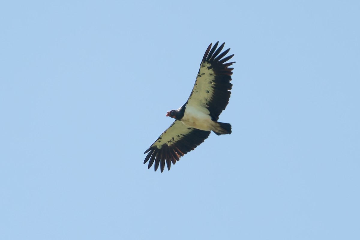 Black Vulture - ML621525123