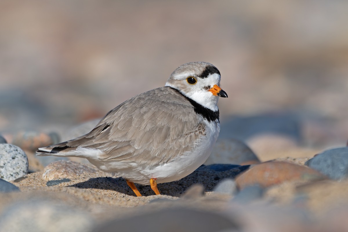 Piping Plover - ML621525220