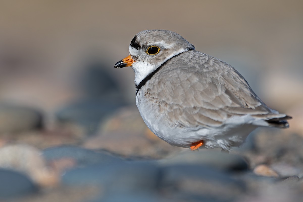 Piping Plover - ML621525221