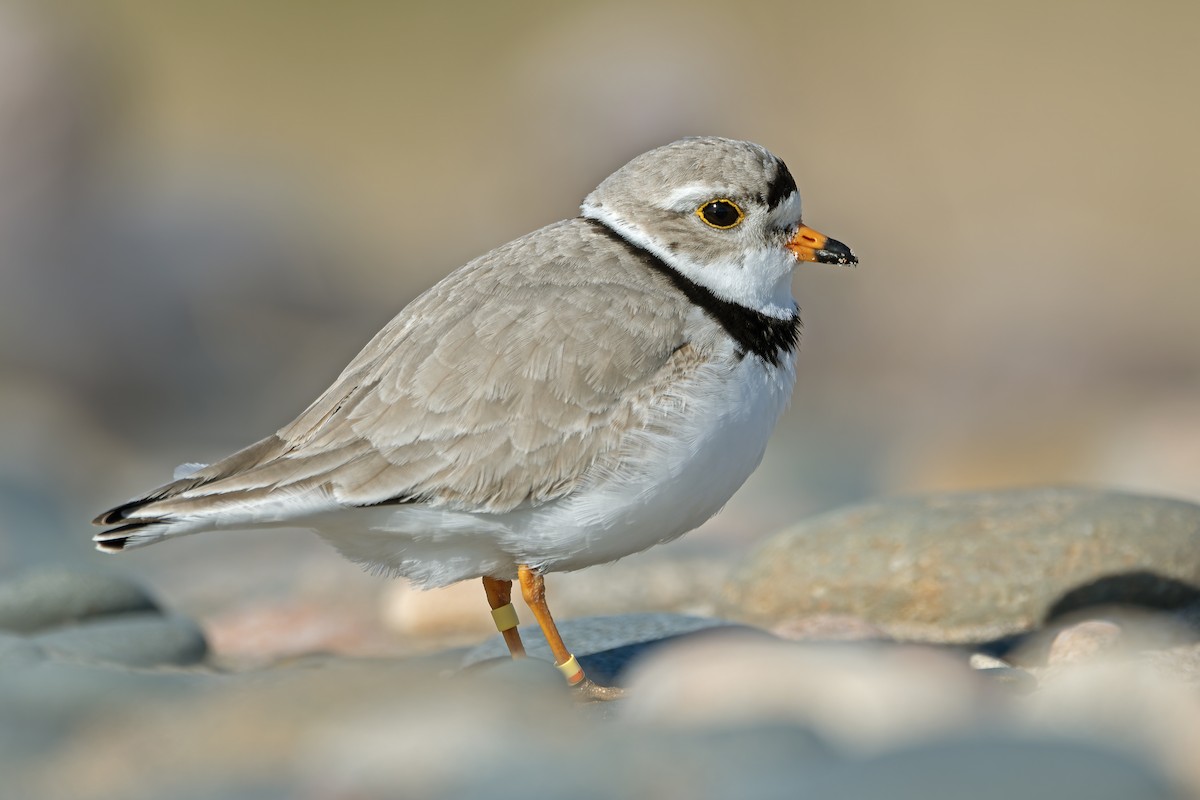 Piping Plover - ML621525222