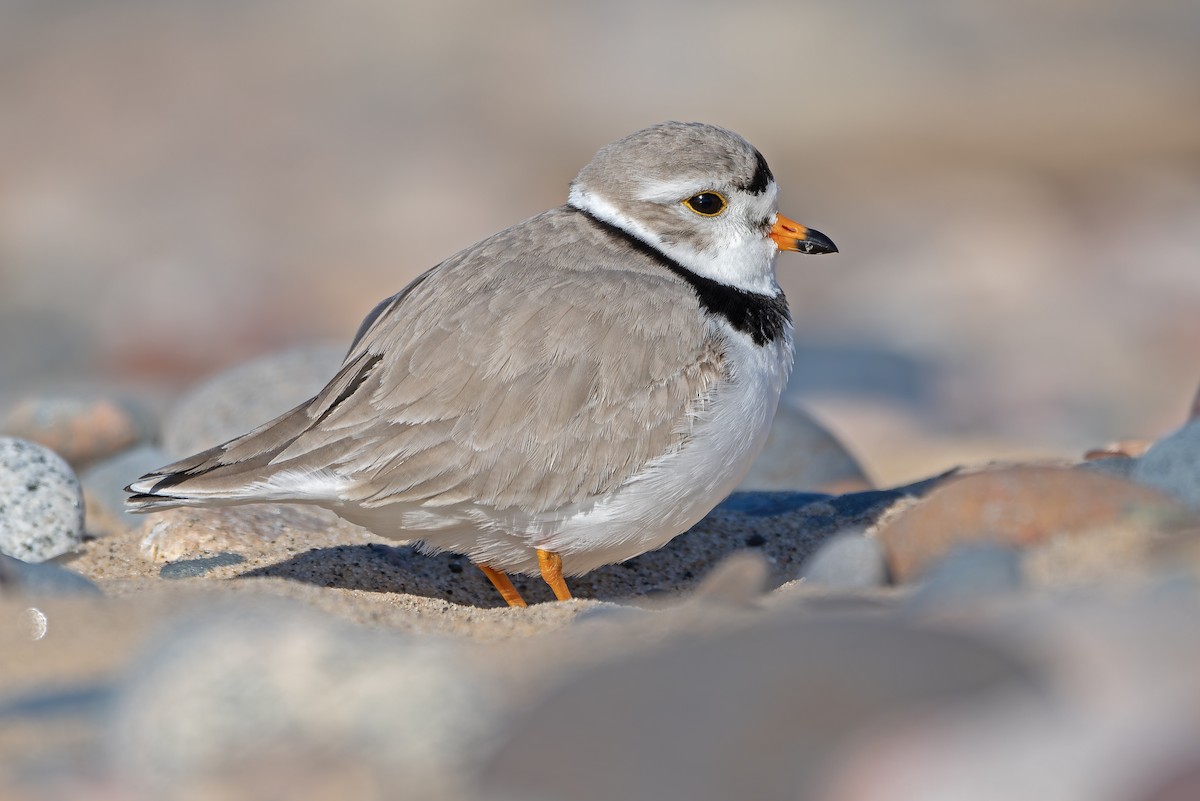 Piping Plover - ML621525223