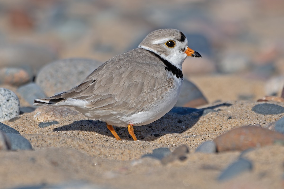 Piping Plover - ML621525224