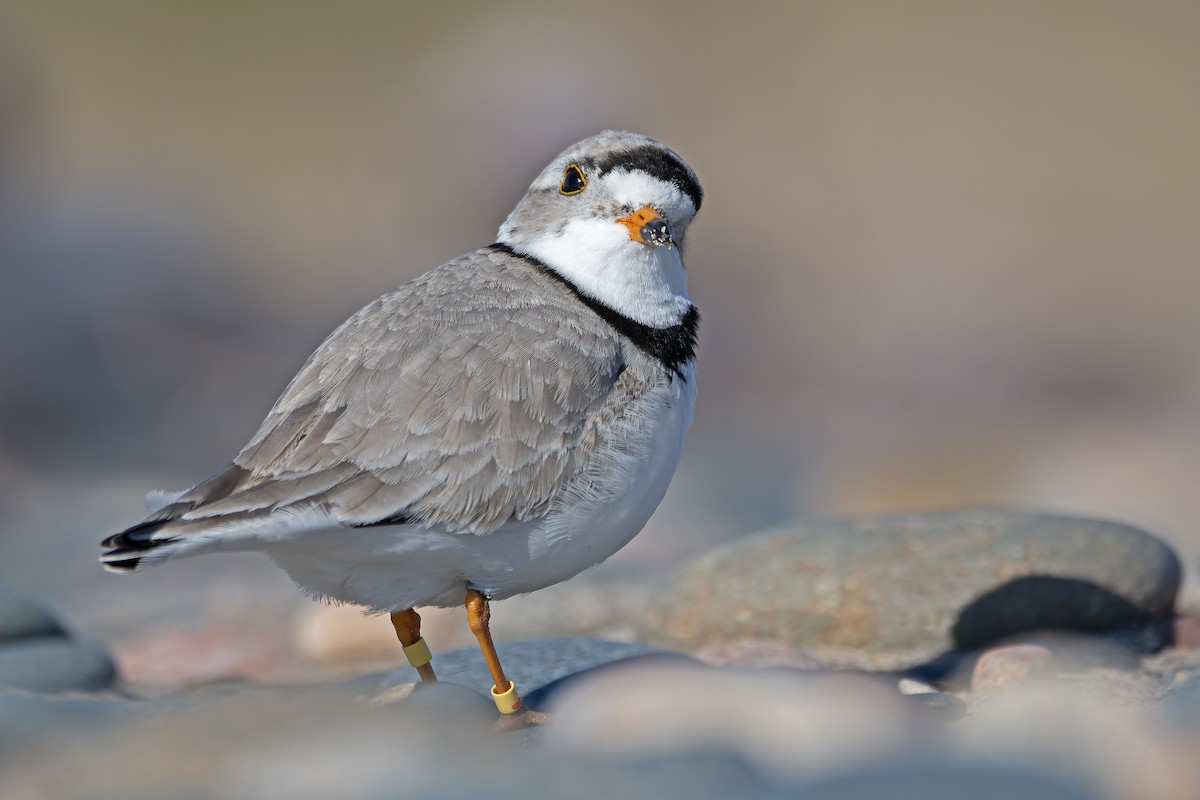 Piping Plover - ML621525225