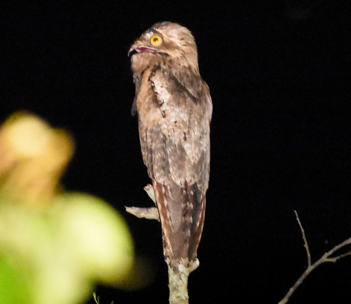 Northern Potoo - ML621525278