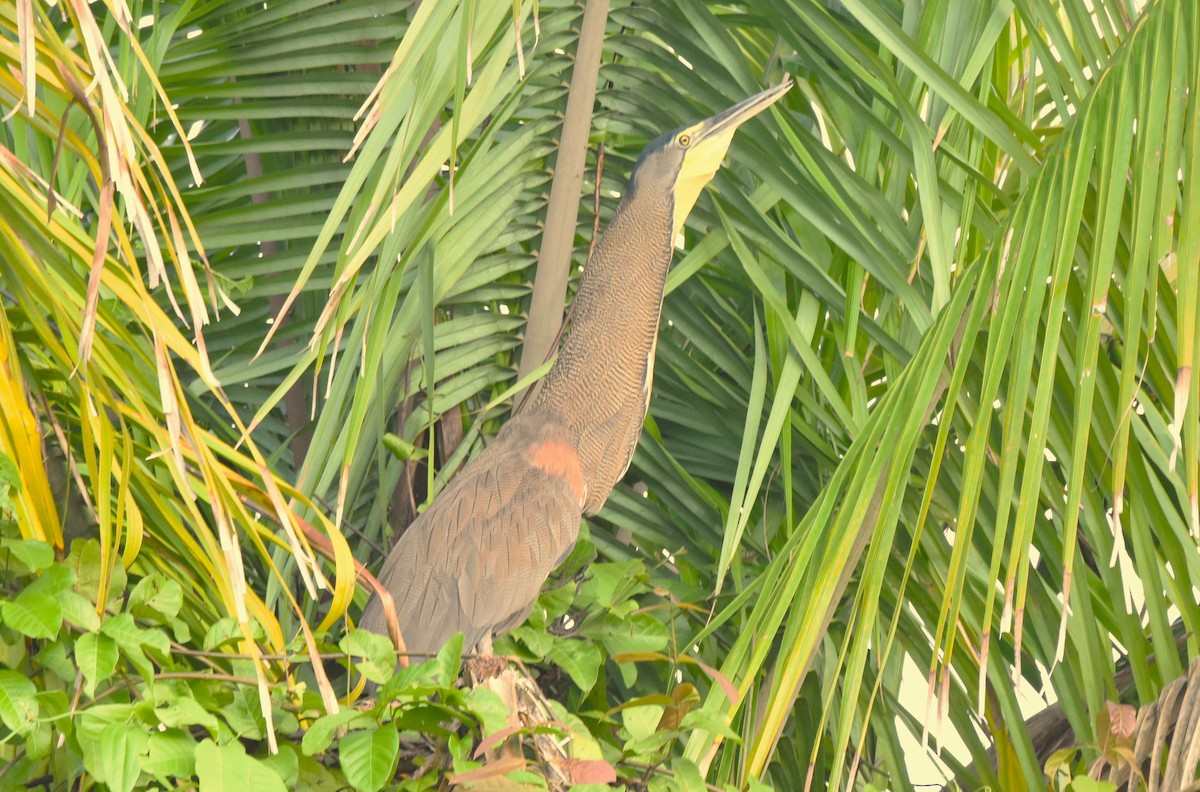 Bare-throated Tiger-Heron - ML621525295