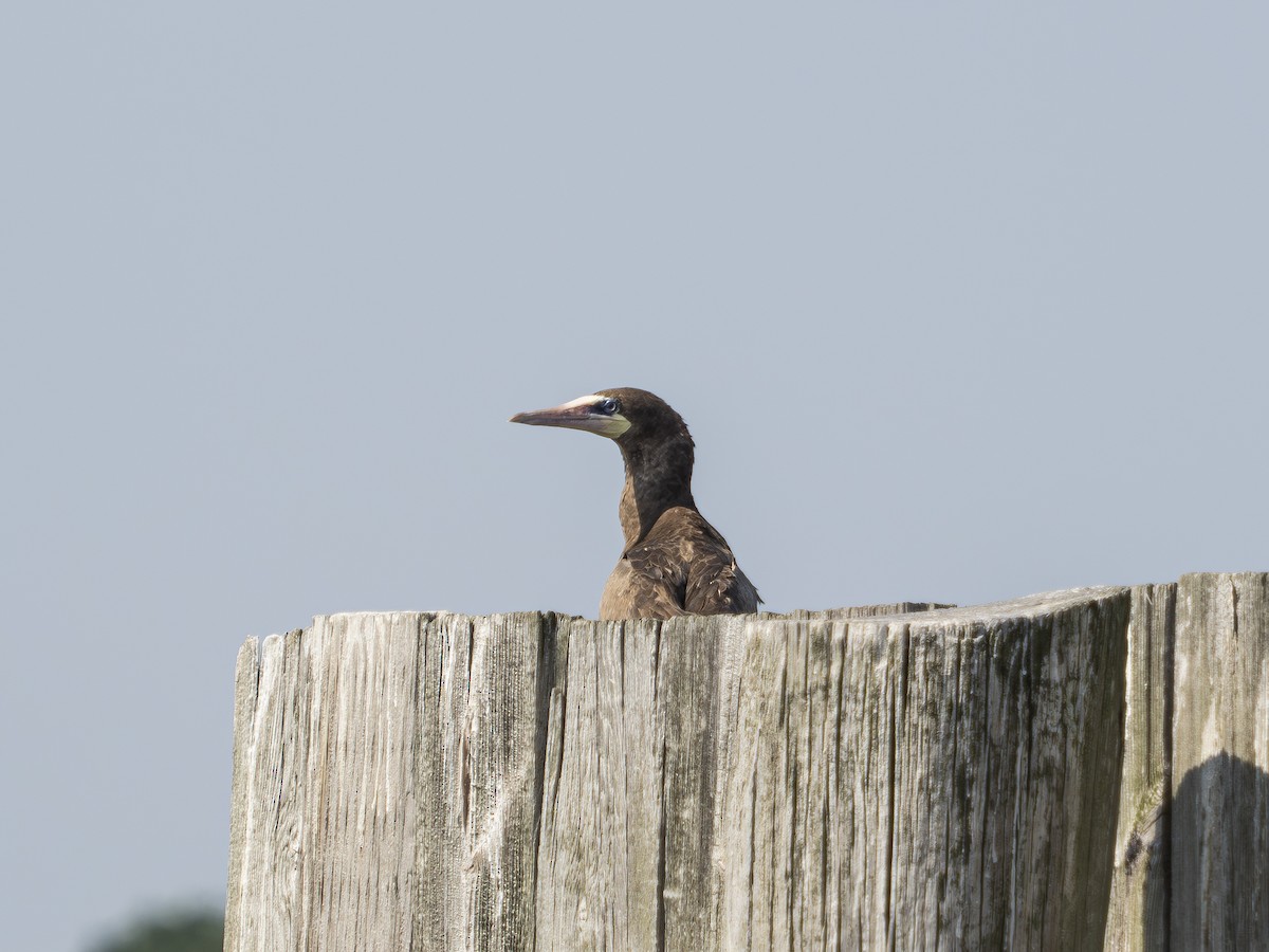 Brown Booby - ML621525325