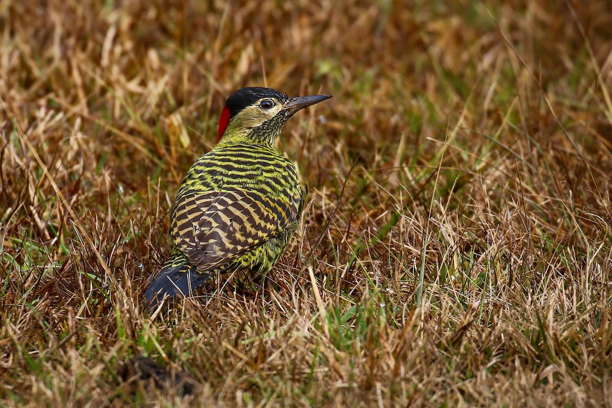 Green-barred Woodpecker - ML621525329