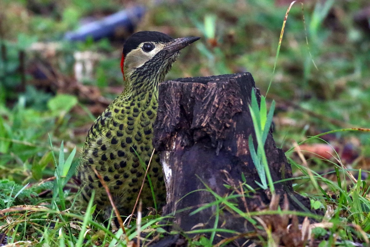 Green-barred Woodpecker - ML621525330
