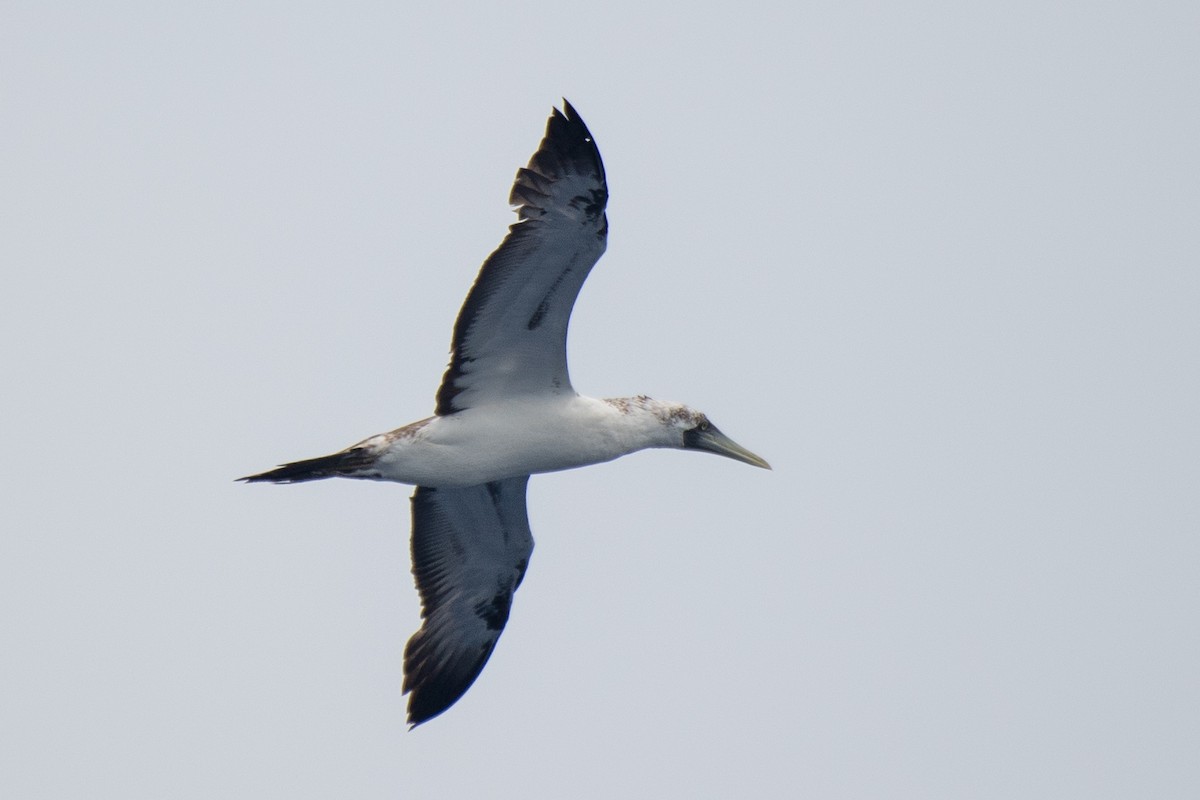 Masked Booby - ML621525341