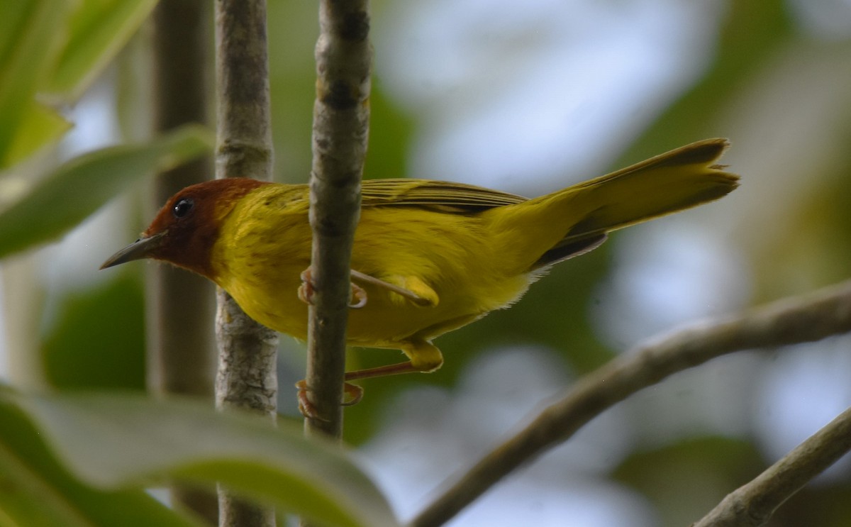 Yellow Warbler (Mangrove) - ML621525361