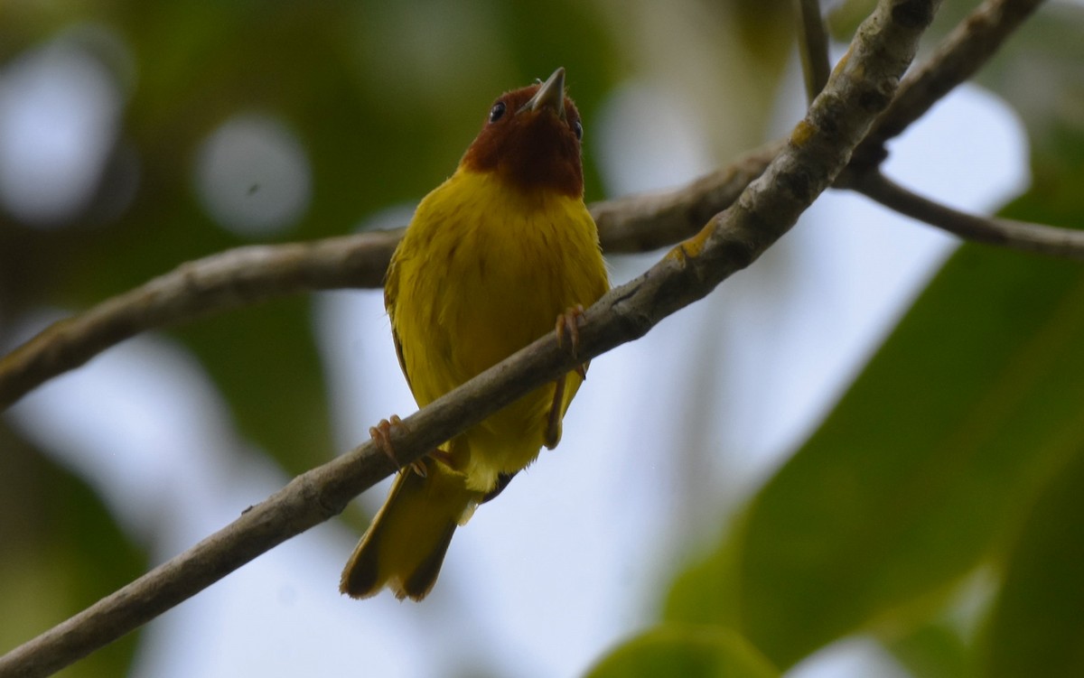 Yellow Warbler (Mangrove) - ML621525362