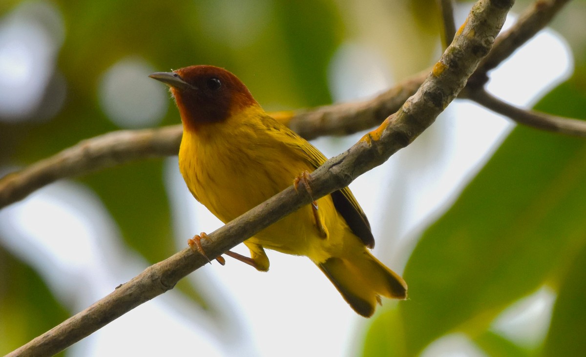 Yellow Warbler (Mangrove) - ML621525363