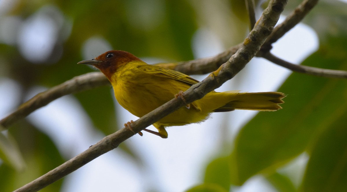 Yellow Warbler (Mangrove) - ML621525364