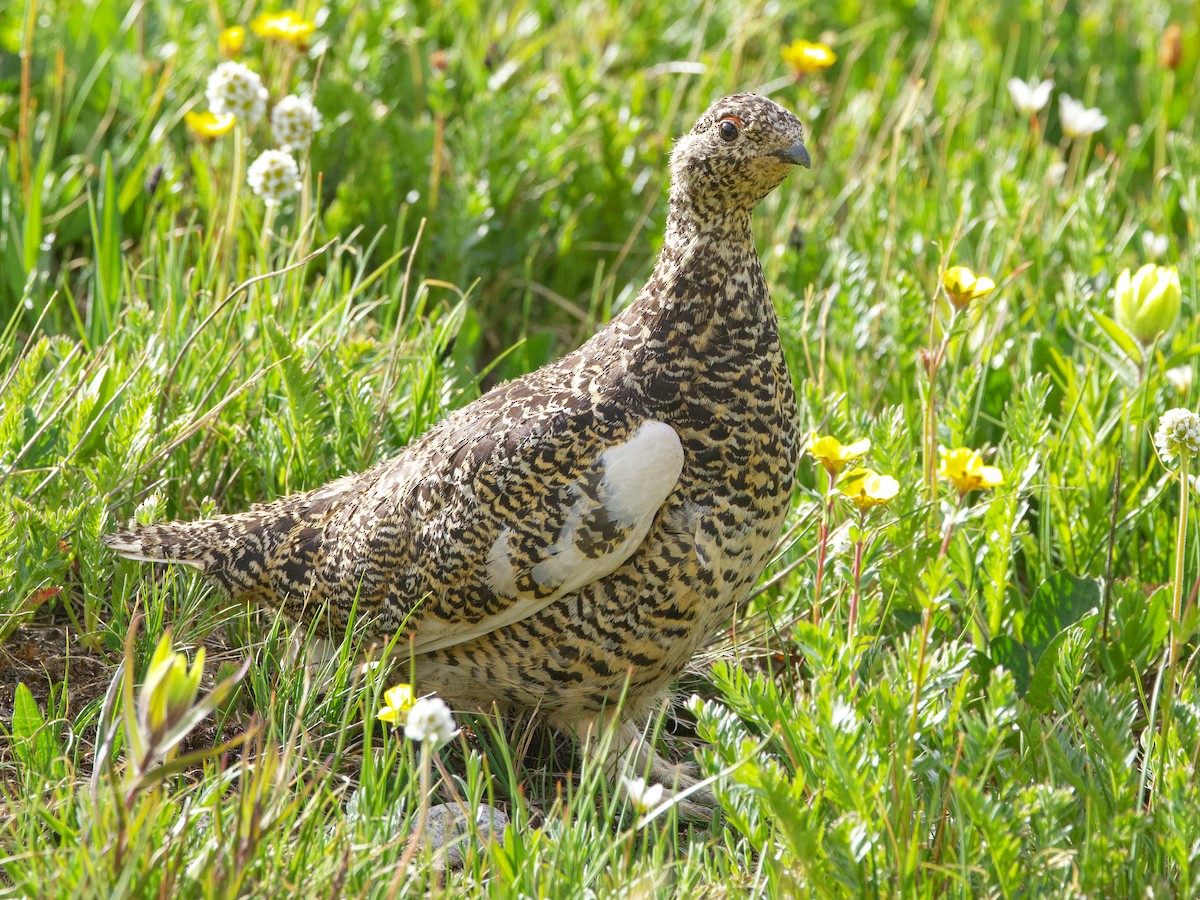 Lagopède à queue blanche - ML621525368