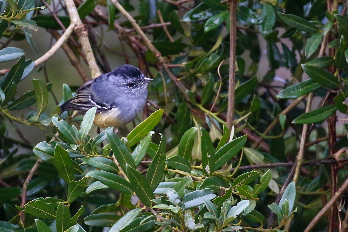 Variable Antshrike - ML621525379