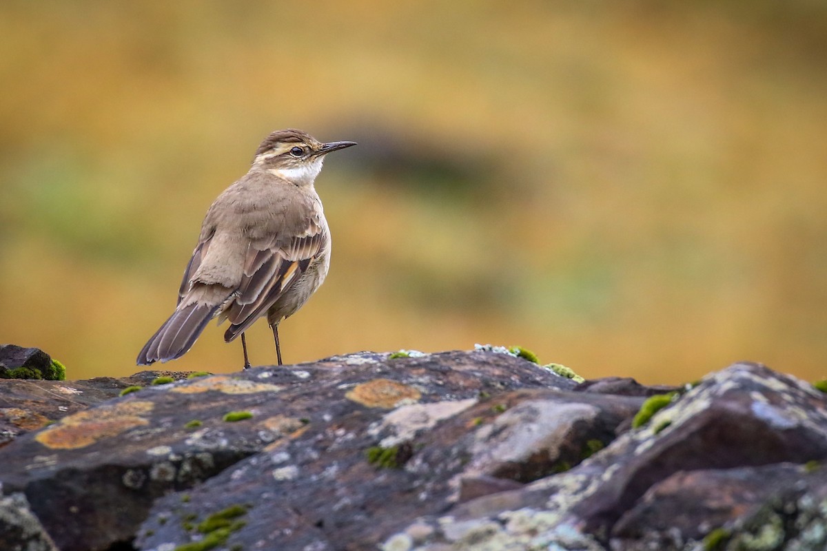 Long-tailed Cinclodes (Long-tailed) - ML621525393