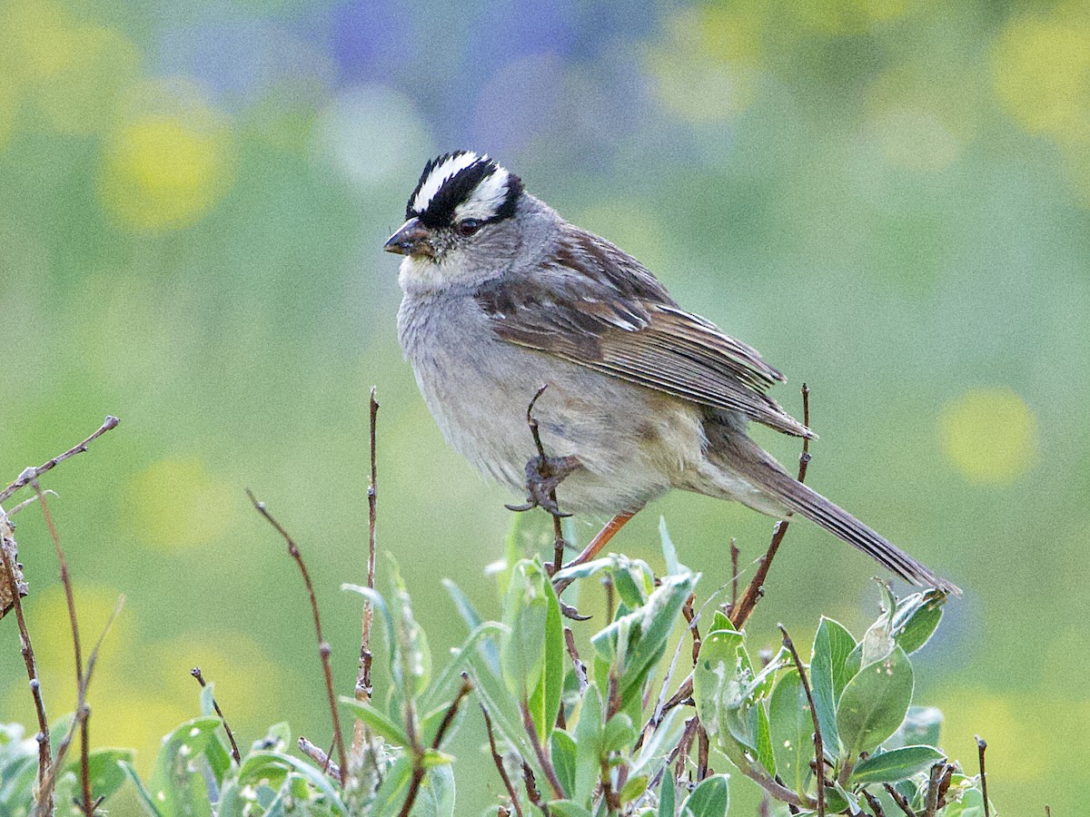 Bruant à couronne blanche (oriantha) - ML621525405