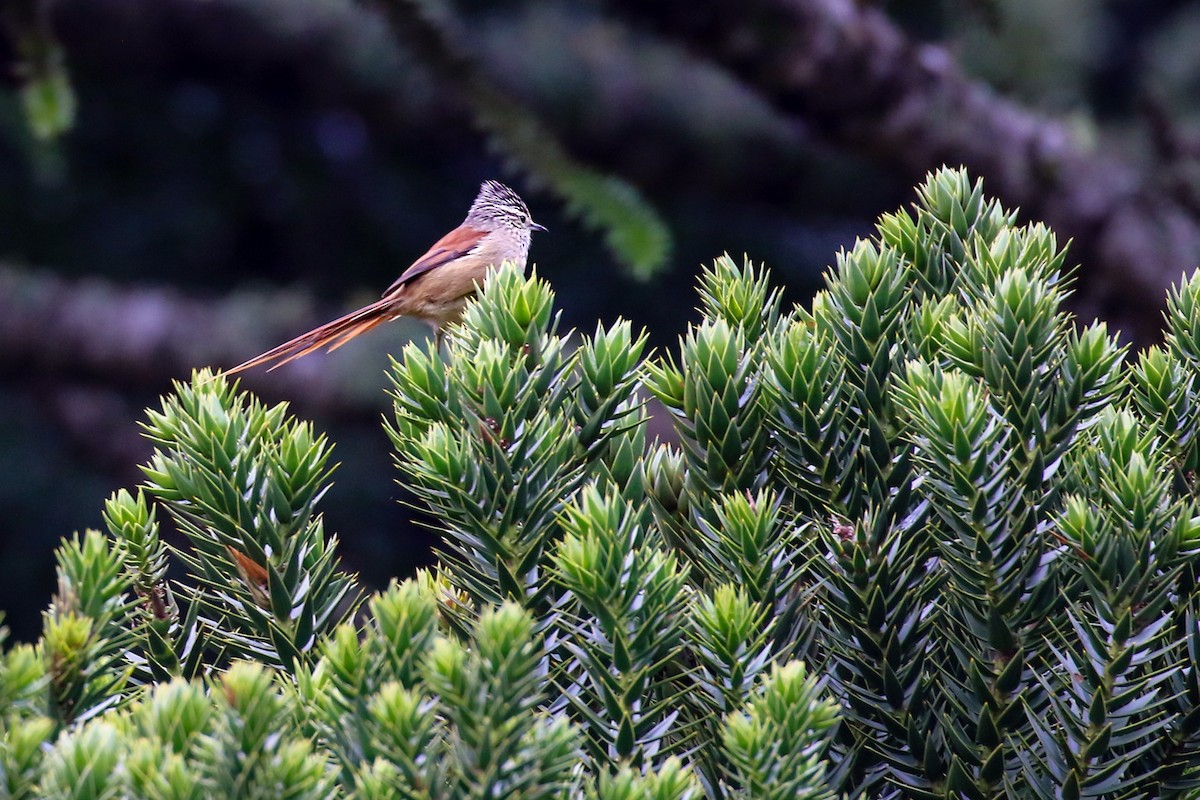 Araucaria Tit-Spinetail - ML621525428