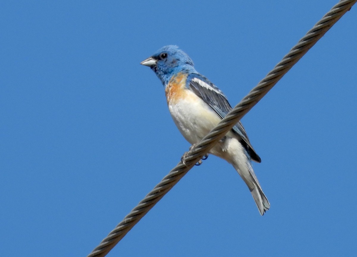 Lazuli Bunting - ML621525438
