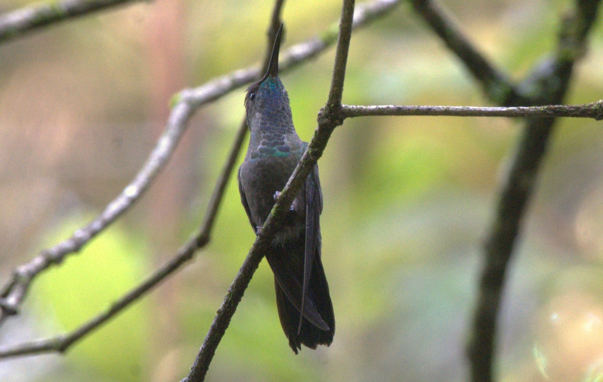 Mexican Woodnymph - ML621525442