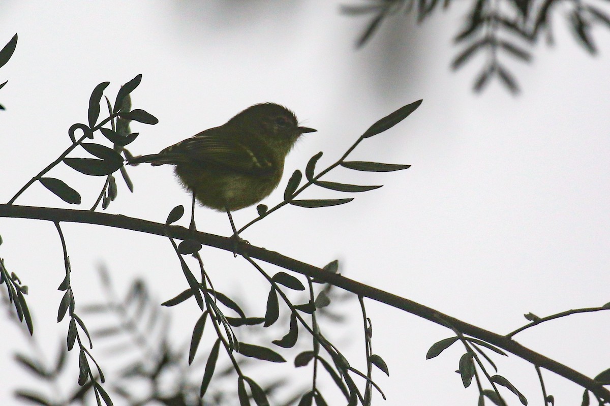 Mottle-cheeked Tyrannulet - Thiane Melen