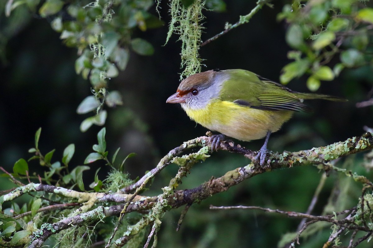 Rufous-browed Peppershrike - ML621525467