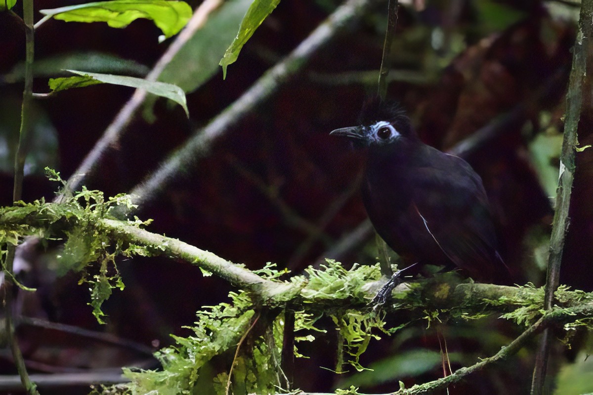 Sooty Antbird - ML621525486