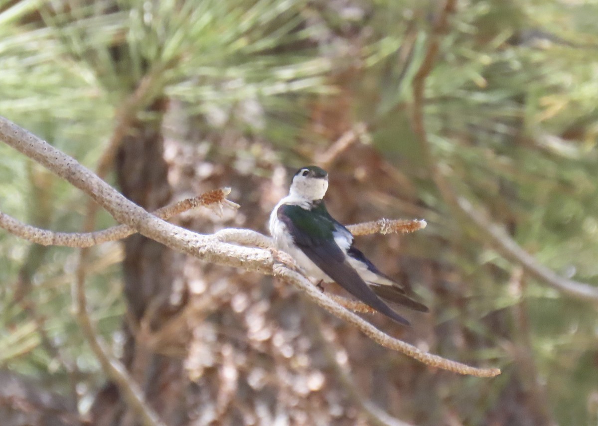 Violet-green Swallow - ML621525493