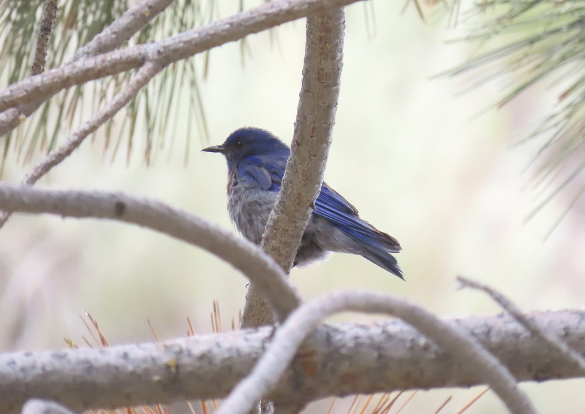 Western Bluebird - ML621525500