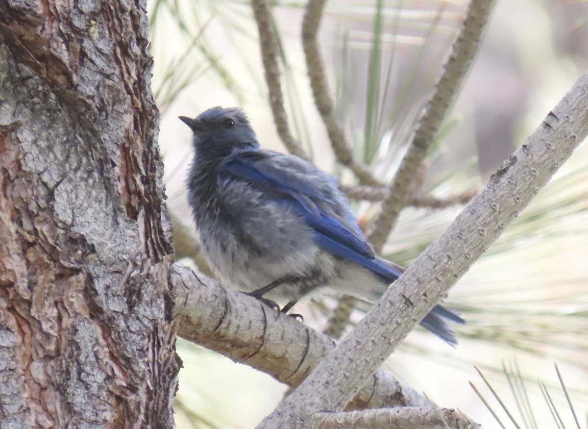 Mountain Bluebird - ML621525507