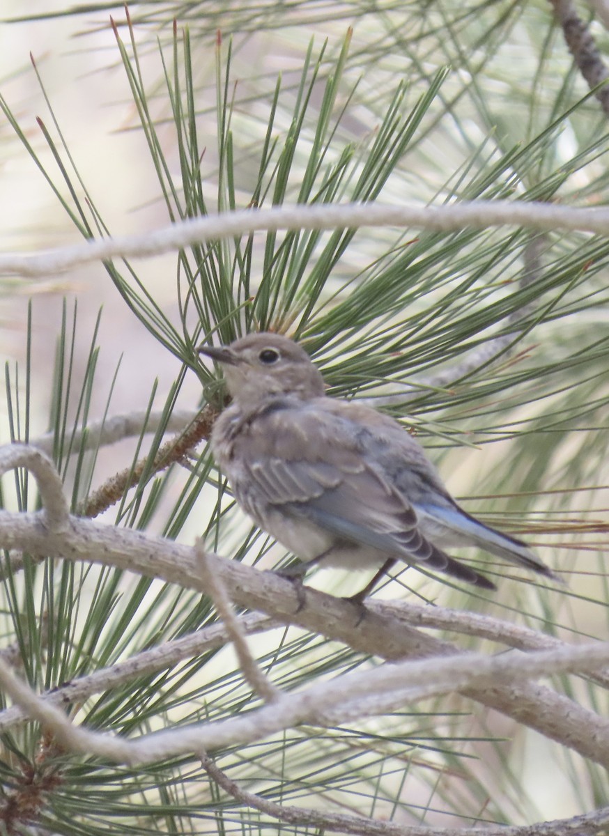 Mountain Bluebird - ML621525508