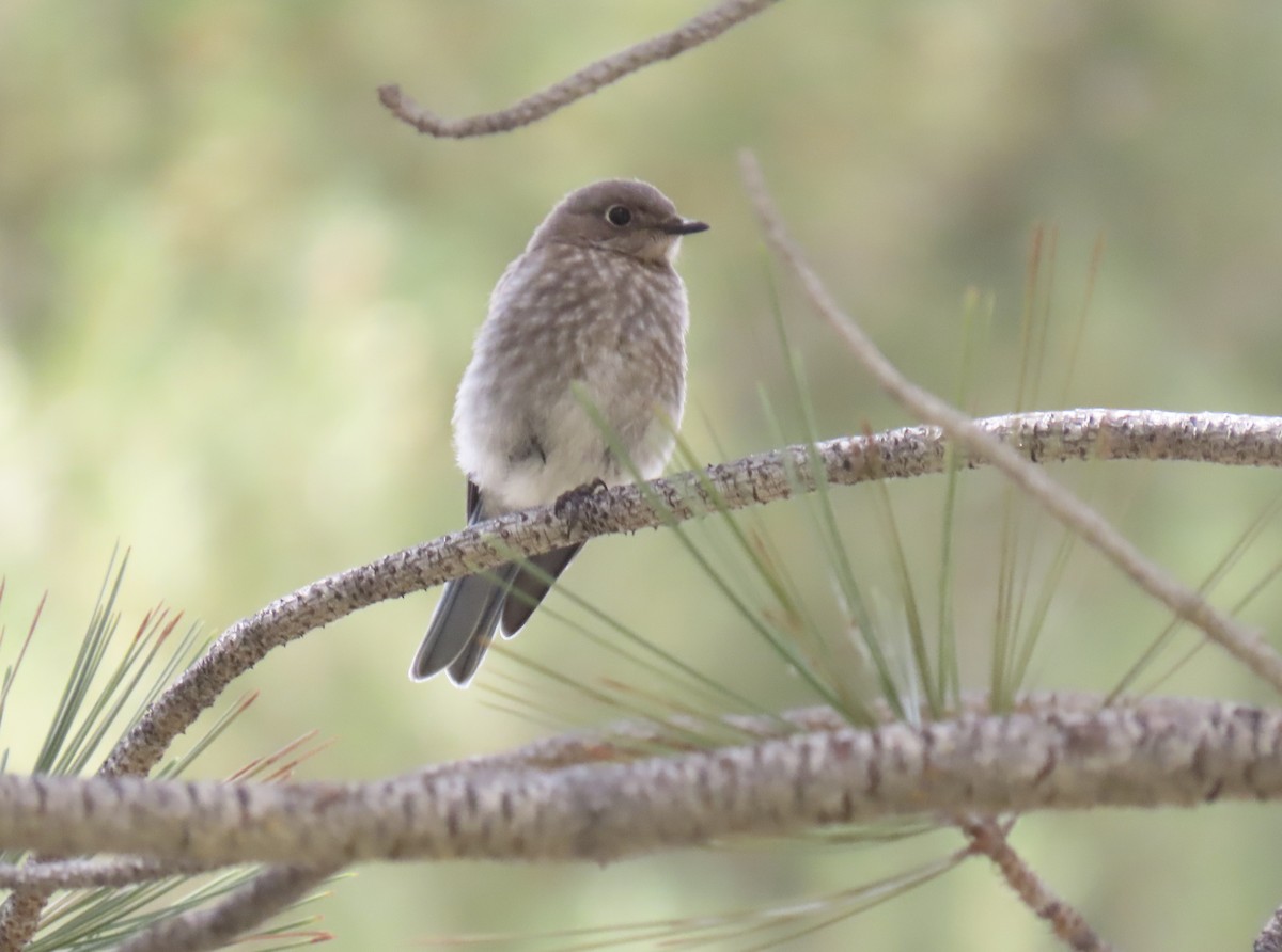 Mountain Bluebird - ML621525509