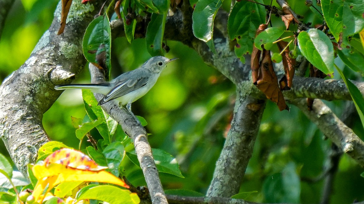 Blue-gray Gnatcatcher - ML621525514