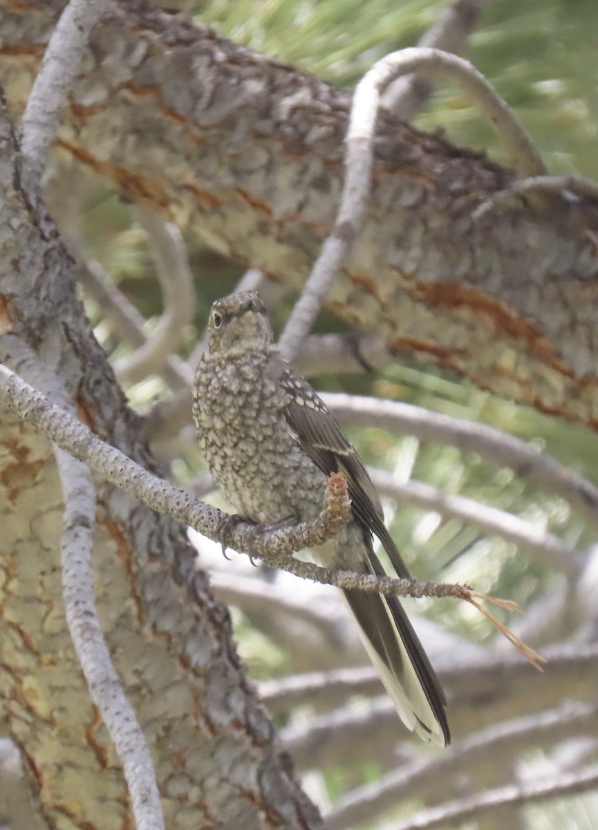 Townsend's Solitaire - ML621525523