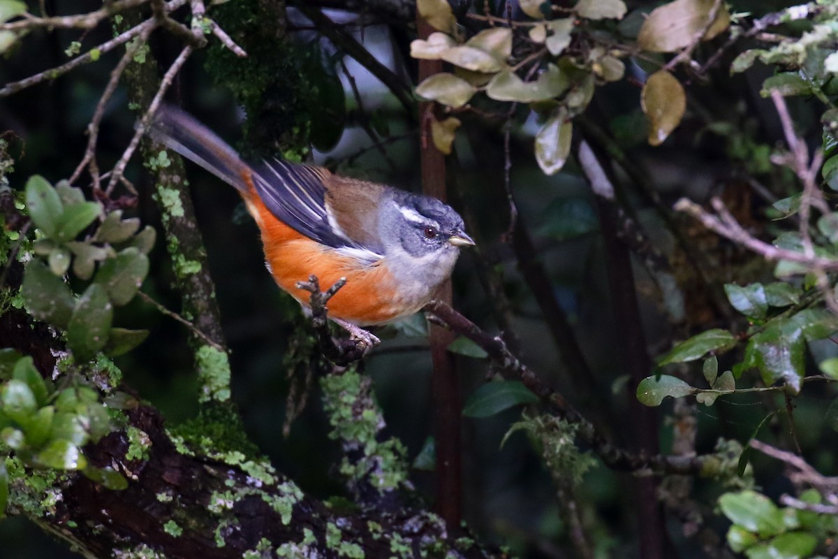 Gray-throated Warbling Finch - ML621525533