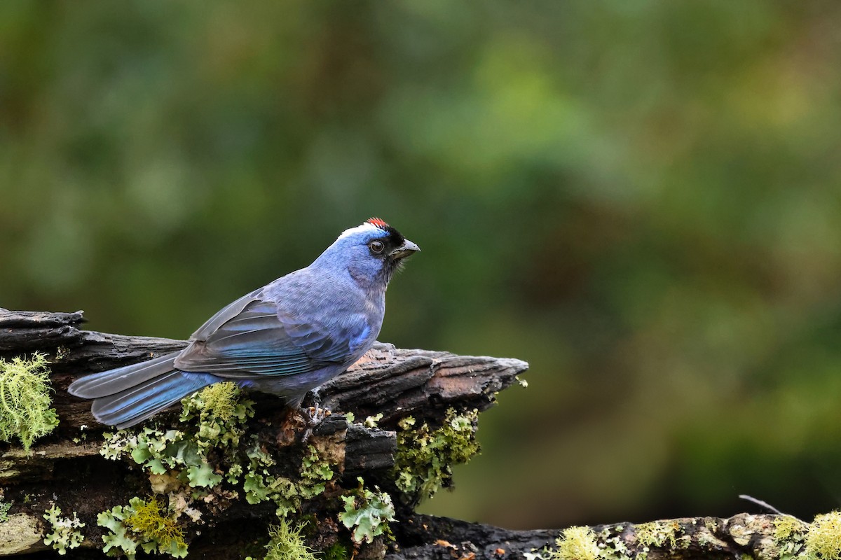 Diademed Tanager - ML621525540