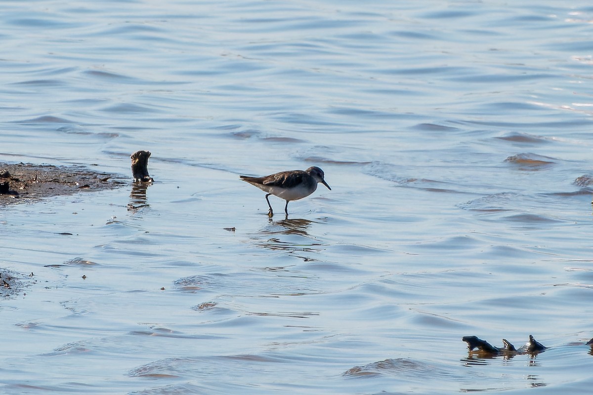 Little Stint - ML621525546