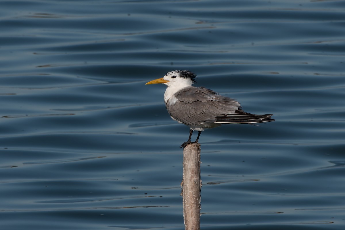 Great Crested Tern - David Kidwell